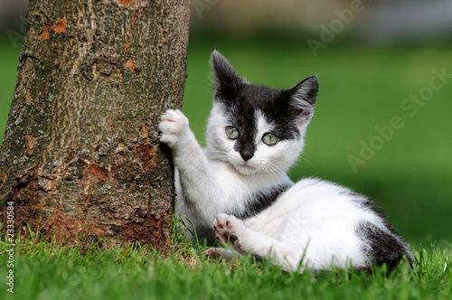 Plakat Kociak przy drzewie