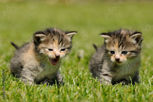 Fototapeta Dwa kociaki bawiące się na trawie