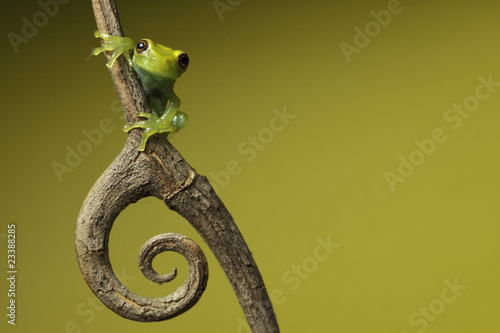 Fototapeta żaba egzotyczny płaz loki