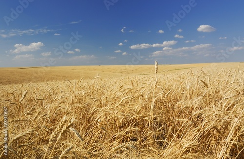 Fototapeta pszenica wieś zboże natura
