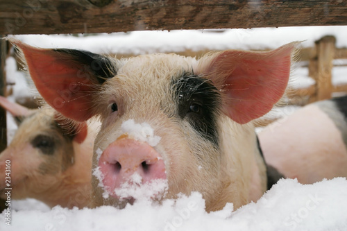 Fotoroleta świnia portret śnieg zwierzę