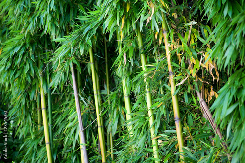 Plakat drzewa ogród wellnes japonia bambus