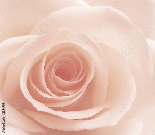 Naklejka kwitnący kwiat płatek rosa bukiet