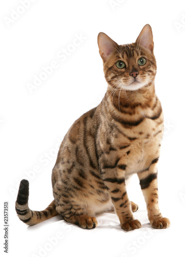 Naklejka portret zwierzę kot bengalski