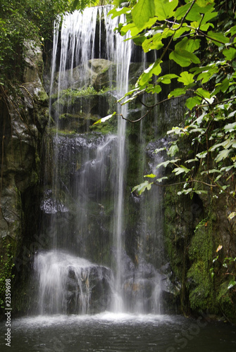 Fotoroleta krzew woda dżungla