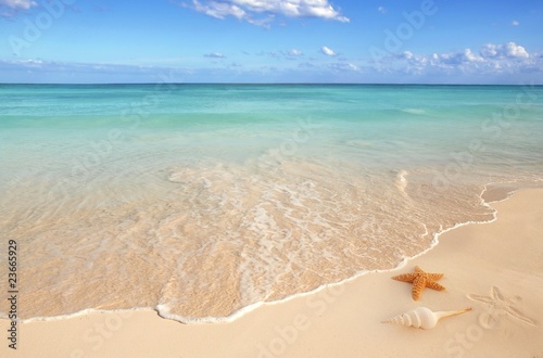 Obraz na płótnie Muszle nad brzegiem morza
