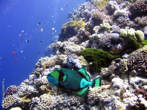 Naklejka ryba koral tropikalny australia podwodne