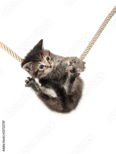 Obraz na płótnie Kociak na sznurze