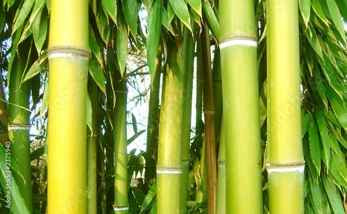 Plakat zen spokojny krajobraz bambus