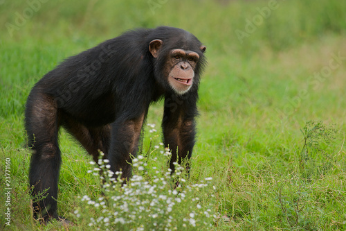 Fototapeta tropikalny małpa las zwierzę ładny