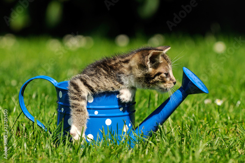 Fototapeta kot kubek trawa zwierzę