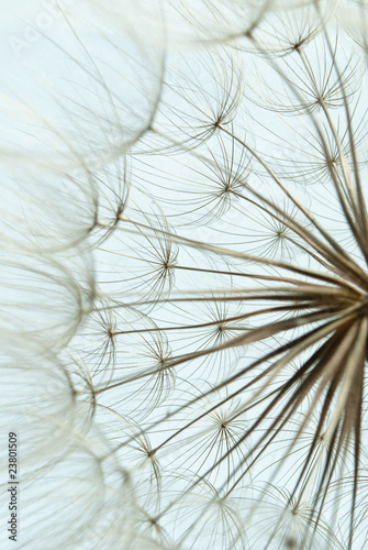 Fotoroleta natura perspektywa mniszek kwiat