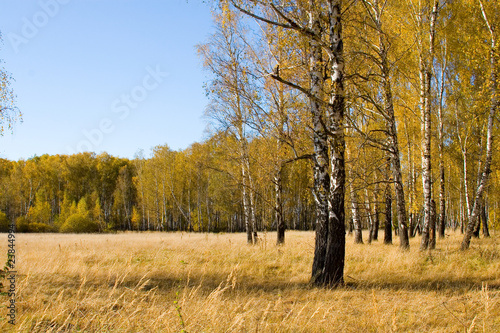 Obraz na płótnie brzoza jesień pejzaż drzewa