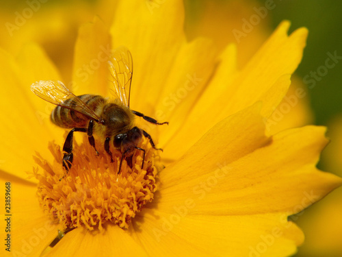 Fototapeta kwiat pyłek zajęty bee