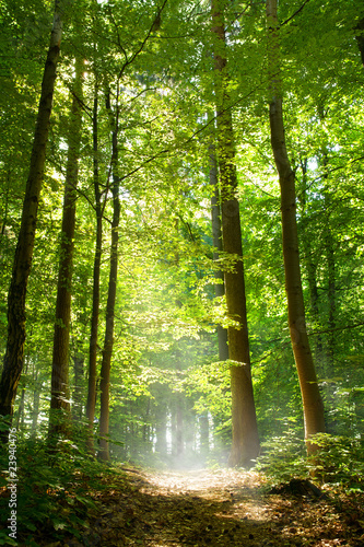 Obraz na płótnie słońce lato las