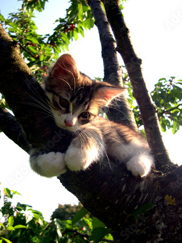 Fotoroleta zwierzę kot ładny kociak wał