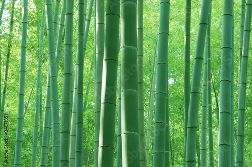 Obraz na płótnie krajobraz droga bambus tło