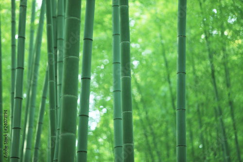 Fotoroleta droga bambus krajobraz atrakcyjność turystyczna