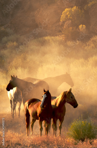 Obraz na płótnie koń zmierzch dziki roślina pustynia