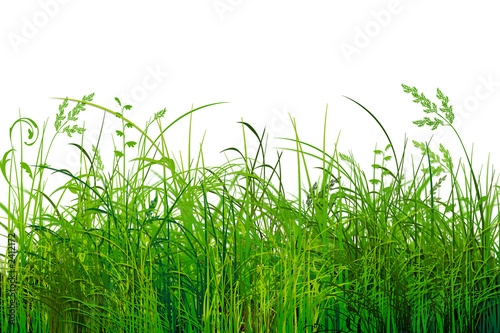 Obraz na płótnie trawa roślina lato