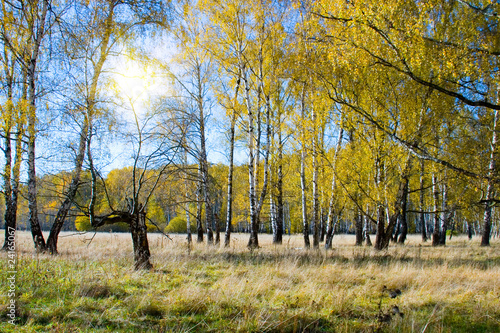Obraz na płótnie aleja słońce las jesień park