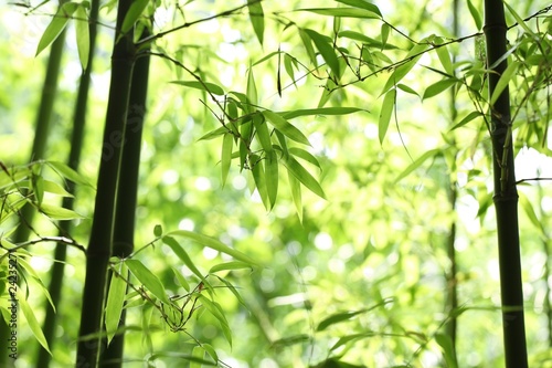 Naklejka natura japonia tropikalny japoński chiny