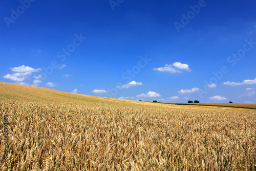 Obraz na płótnie niebo wieś natura rolnictwo pole