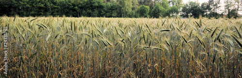 Fotoroleta jęczmień rolnictwo pszenica