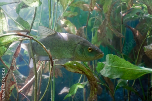 Obraz na płótnie ryba roślina zwierzę