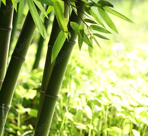Naklejka drzewa ogród zen japoński roślina