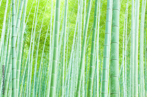Naklejka japonia krajobraz bambus roślina