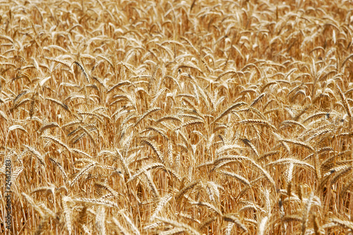 Fototapeta rolnictwo pszenica żyto zboże lato