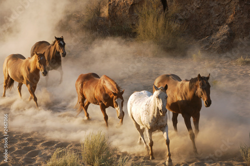 Fototapeta dziki zwierzę natura koń deser