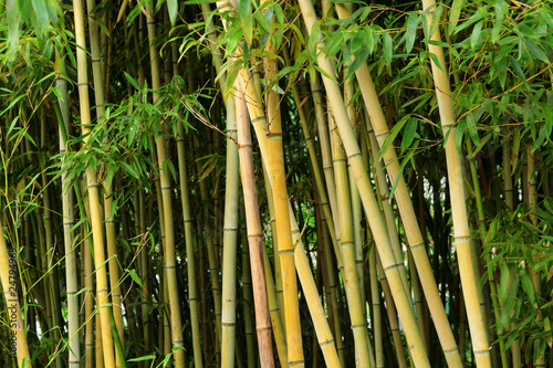 Fotoroleta dżungla ogród tropikalny bambus wzór