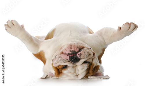 Fotoroleta ssak pies byk zwierzę ładny