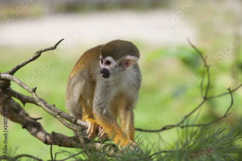 Fototapeta ładny ssak małpa