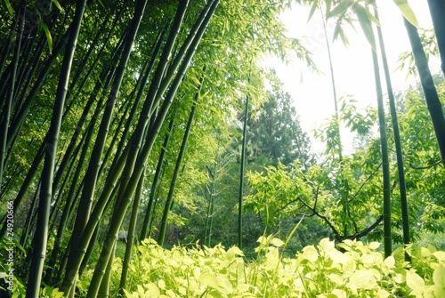 Naklejka roślina park chiny natura drzewa