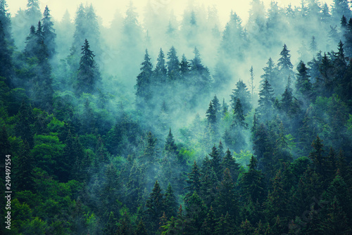Fototapeta widok las jodła pejzaż szczyt