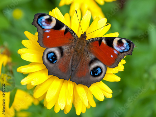 Fotoroleta jesień motyl fauna zwierzę natura