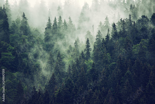 Fototapeta góra wzgórze las