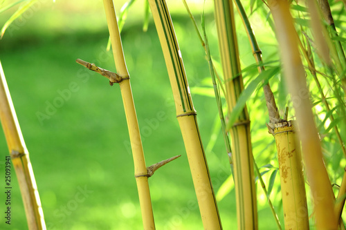 Plakat bambus dżungla chiny