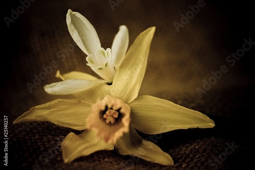 Obraz na płótnie pąk kwiat natura narcyz nikt