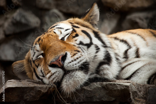 Fotoroleta twarz tygrys portret