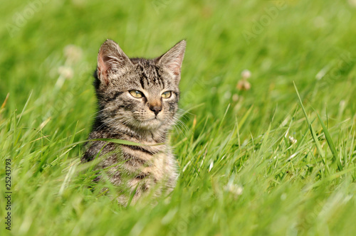 Fototapeta zwierzę natura trawa kot