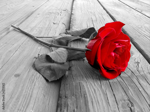 Fototapeta Czerwona róża na drewnianym tle
