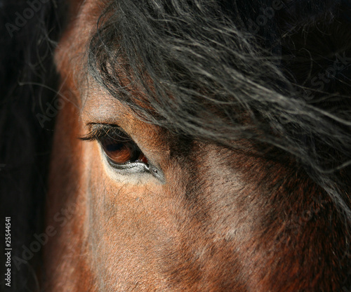 Fotoroleta zwierzę oko koń rzęsa