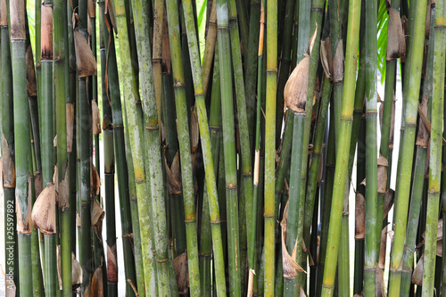 Fotoroleta ogród bambus dziki
