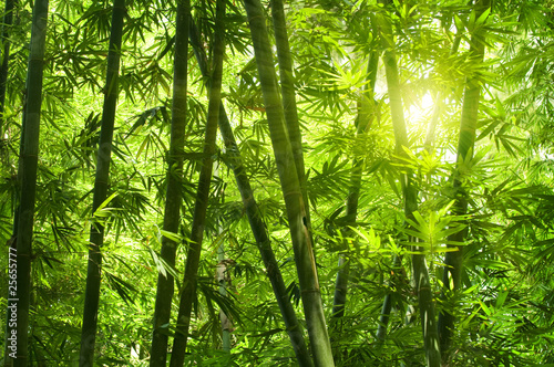 Naklejka Słońce przebijające się przez bambusy