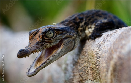 Fototapeta krokodyl aligator płaz zwierzę