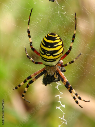 Fotoroleta ogród pająk tkactwo pajęczak drut